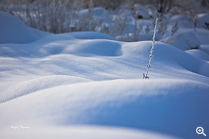 被日光打亮了的雪原，有著一種淡淡的美（SONY A7R + ZEISS FE 55mm F1.8 ZA @ 55mm、ISO 64、f/1.8、1/2000s）
