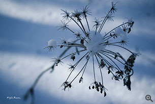 雪花？（SONY A7R + FE 28-70mm F3.5-5.6 OSS @ 70mm、ISO 400、f/6.3、1/500s）