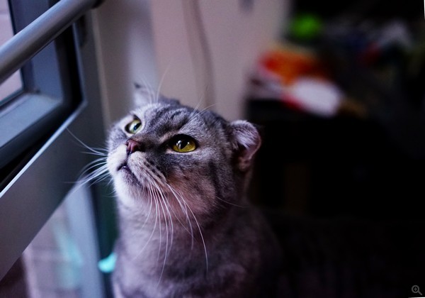 ISO1600、f/1.8、1/500s