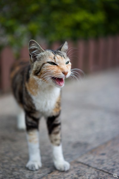 ISO200、f/2.0、1/400s